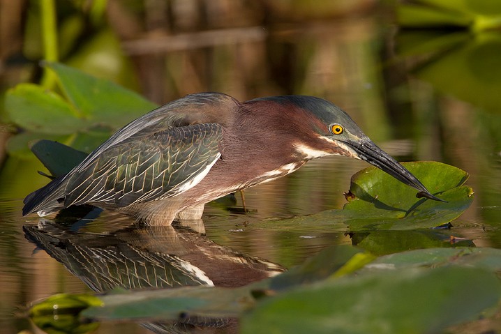 Grnreiher Butorides virescens Green Heron